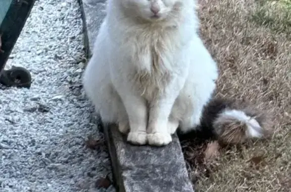 Animaux trouvés , photo: Chat blanc et gris foncé trouvé à Layrac