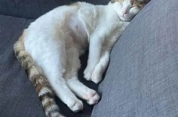 Lost Cat: White & Tabby in City of Vincent
