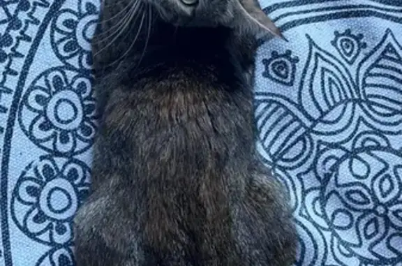 Chatte perdue, sociable, petite - Toulon - photo