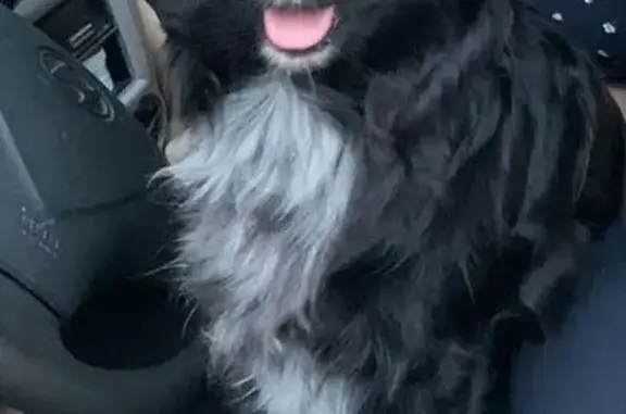 Зникла собака: Тіна, 7 років, Київ