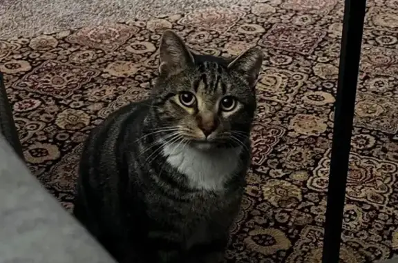 Lost Male Tabby Cat on West Elder Dr