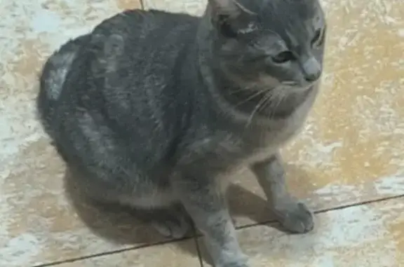 Gatos perdidos, Castello de la Plana, foto: Gata Gris Perdida en Castelló de la Plana