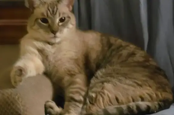 Lost Siamese-Tabby Cat: Help Find Him! - photo