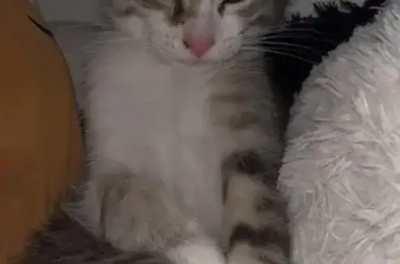 Chaton perdu Chemin Lafitte, Bordeaux - photo