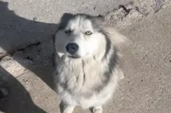 Found dog Tulsa, photo: Found: Healthy Dog on S 85th Ave, Tulsa