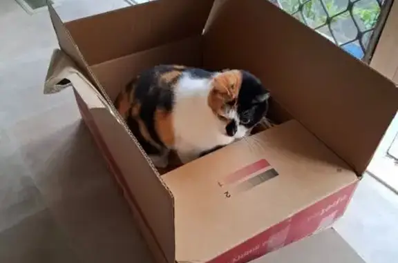 Lost Timid Tortoiseshell Cat in Manningham