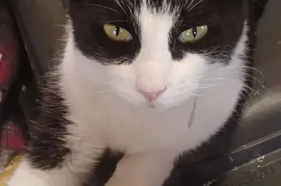 Lost Tuxedo Cat Near W Cactus Rd, PHX - photo