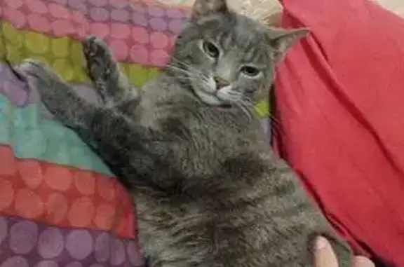 Lost Grey Tabby Cat in Edenvale