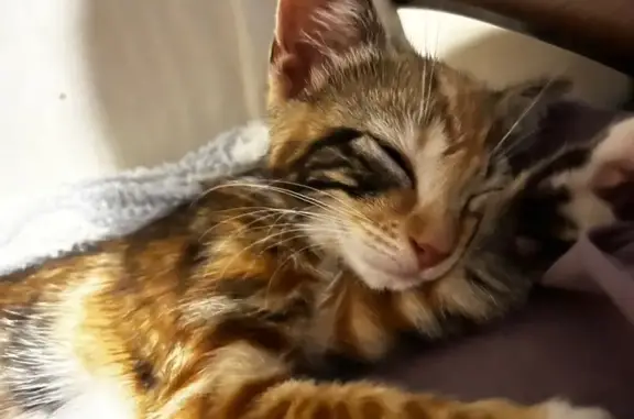 Lost Tortoiseshell Cat on George St, Help!