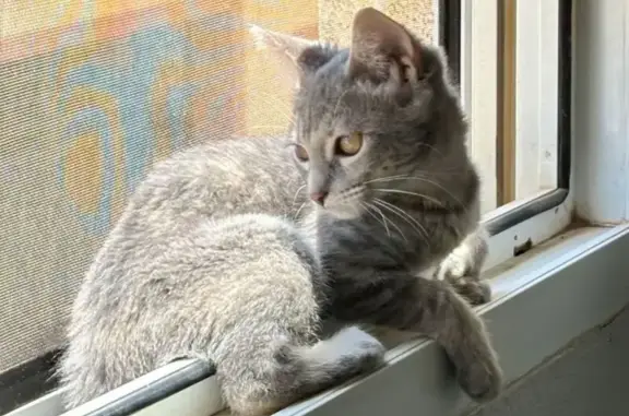 Gata Perdida en Castelló: Gris Atigrada - photo