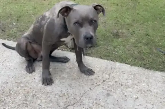 Lost pets Hattiesburg, photo: Friendly Gray Pitbull Lost on W 6th St!