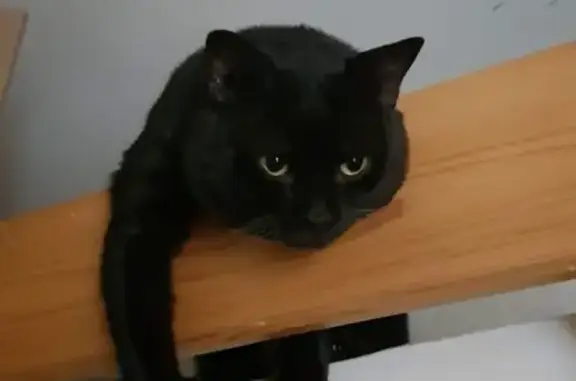 Chat noir perdu à Épinay-sur-Seine - photo