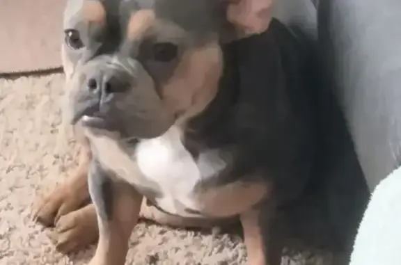 Lost Dog: Coco, Brown with Underbite