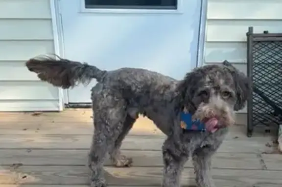 Lost Brown Goldendoodle - Walkertown