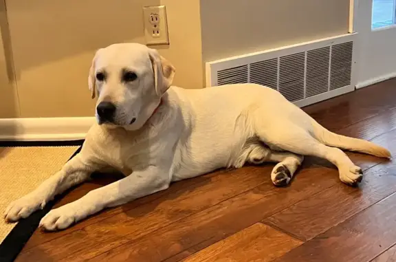 Lost White Lab in Belton: 55 lbs, Shy