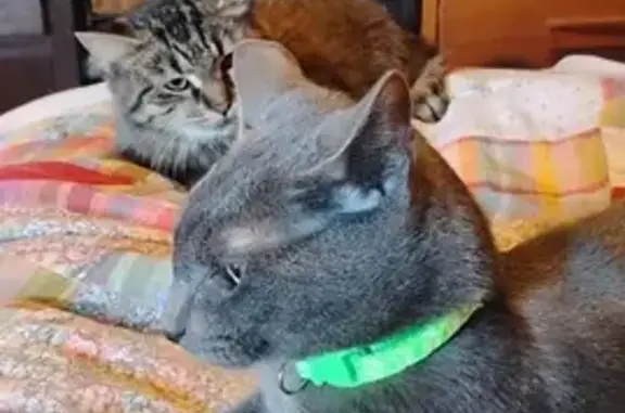 Lost Russian Blue Cat: Lecanto, FL