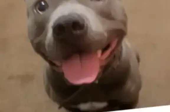 Lost Dog on Greison Trail: Grey & Pointy!