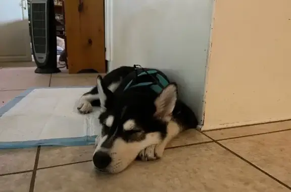 Lost Dog: Blue-Eyed Pup in Woodstock