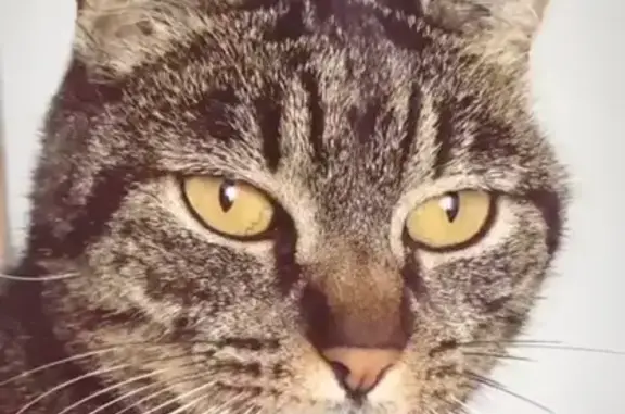 Chatte tigrée perdue à Cavaillon - photo