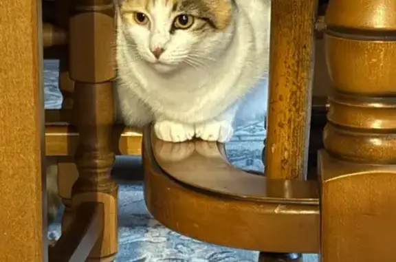 Chatte tricolore perdue, Étupes, stérilisée - photo