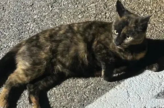 Found cat Dallas, photo: Sweet Tortie Cat Found on Dilbeck Lane