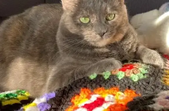 Lost Cat: Cream Patch & Clipped Ear