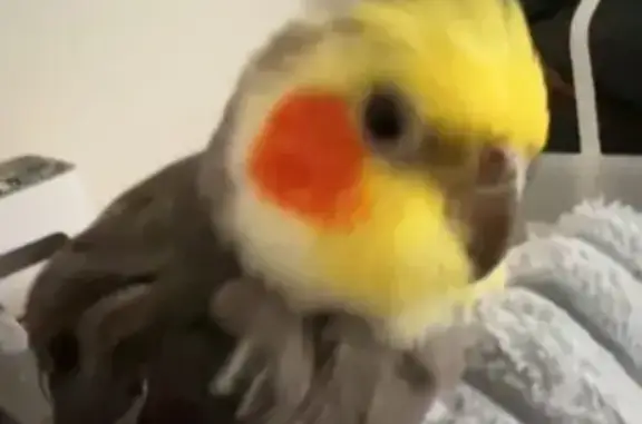 Lost pets , photo: Friendly Singing Bird Lost in Wyndham