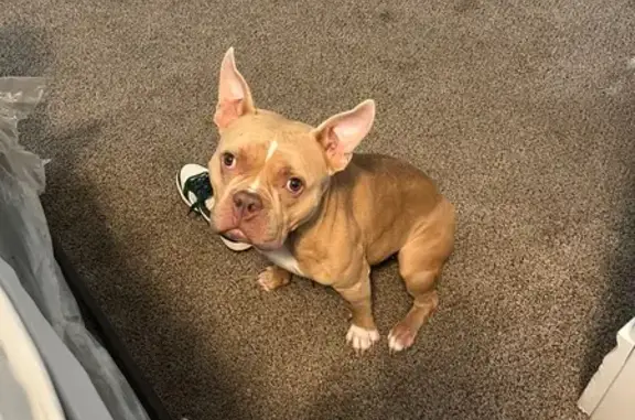 Lost pets Minnesota City, photo: Lost Dog: Brown with White Paws in St. Paul