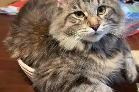 Lost pets Wolf Lake, photo: Lost Cat: Cream-Tipped Tail & Butterscotch Eyes