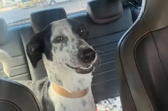 Cachorro encontrado Macho (brf002170) - photo