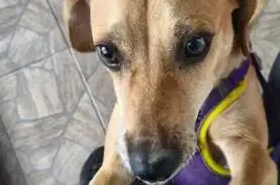 Cachorro encontrado Fêmea (brf002171) - photo