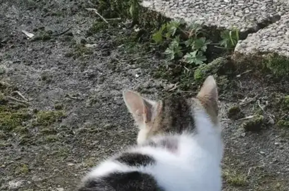 Chatte perdue blanche tigrée à Pont-l'Évêque - photo