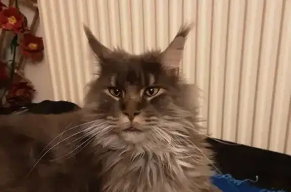 Animaux perdus , photo: Chat perdu Maine Coon gris à Chemy