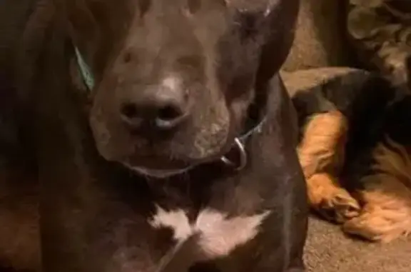 Lost: Skittish Black Dog in Pascagoula