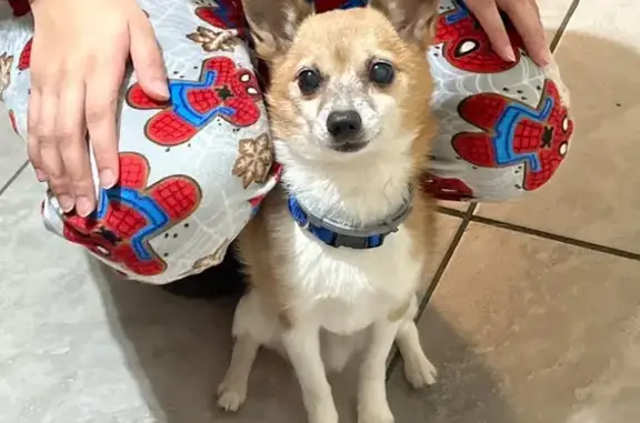 Friendly Tan & White Dog Lost in Paterson