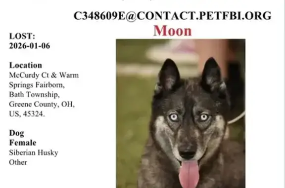 Lost Husky: Blue Eyes, Agouti Coat, Fairborn