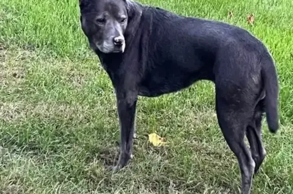 Lost Elderly Dog: Judd Rd, Willis 10038