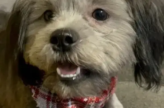 Missing dog Clarksville, photo: Playful Gray Puppy Lost in Clarksville