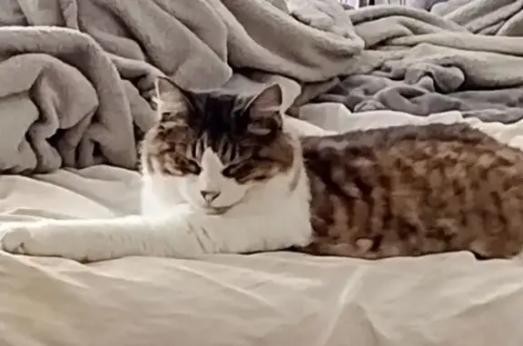 Lost Tabby Cat: Special Needs, Wellston