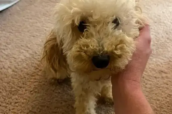 Found dog Charleston, photo: Found: Sweet Beige Cockapoo on Hagood Ave