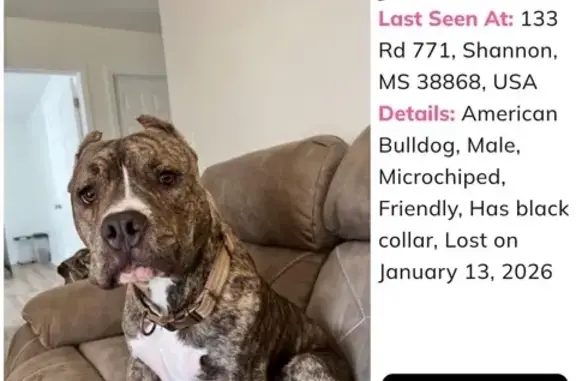 Lost Brindle Dog: Friendly, Unique Markings