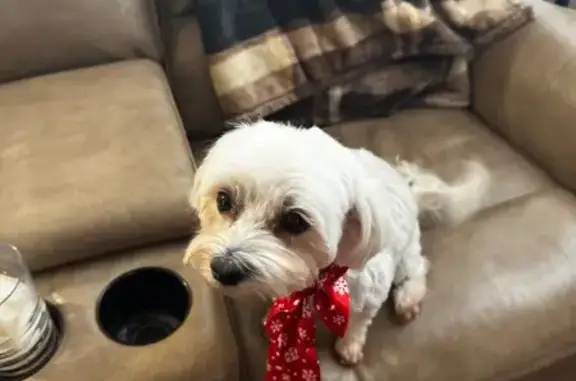 Lost pets Allen, photo: Lost Maltese with Limp - Hickory Trail