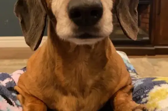 Lost Brown Mini Dachshund - East Buchert - photo