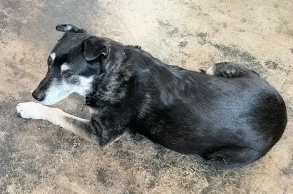 Found dog Albuquerque, photo: Found: Calm Lab Mix 'Finn' in Albuquerque