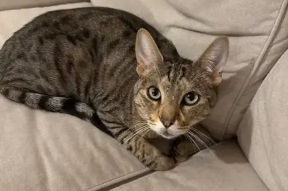 Animaux perdus Juvignac, photo: Chat perdu à Juvignac, Rue Duncan