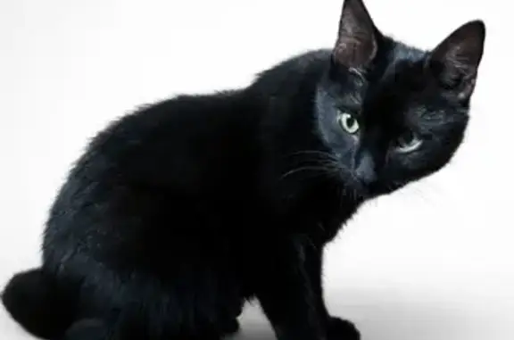 Animaux trouvés , photo: Chat trouvée sociable à Bischholtz