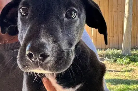 Lost and found pets Corpus Christi, photo: Found Black Dog with White Chest in Traffic