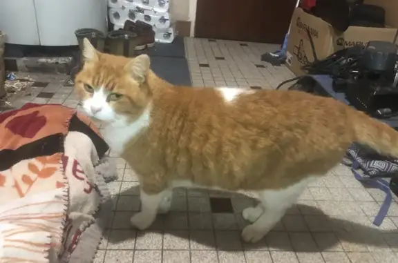 Animaux trouvés Guissény, photo: Chat mâle roux trouvé, sociable, Guissény