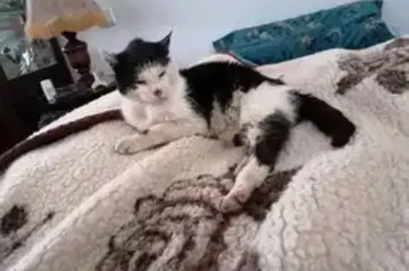 Chat mâle perdu avec cicatrice à Floing - photo