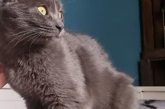 Chatte fine disparue à Saint-Martin-l'Aiguillon - photo